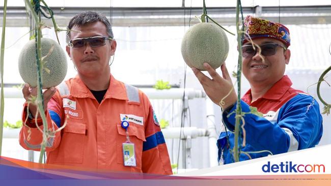 Menilik Budidaya Melon dengan Sistem Hidroponik Menggunakan Akar Pakis