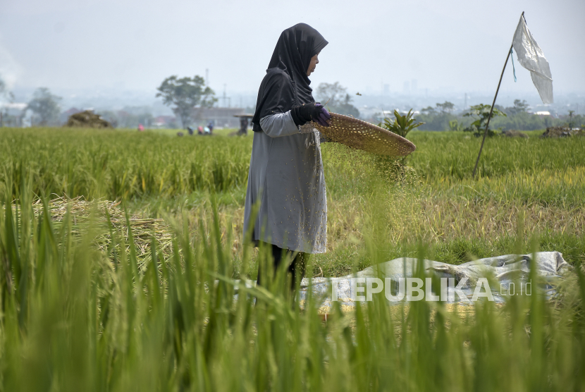 Penurunan Intensitas Hujan Sepanjang 2023 Disebabkan oleh Fenomena El Nino