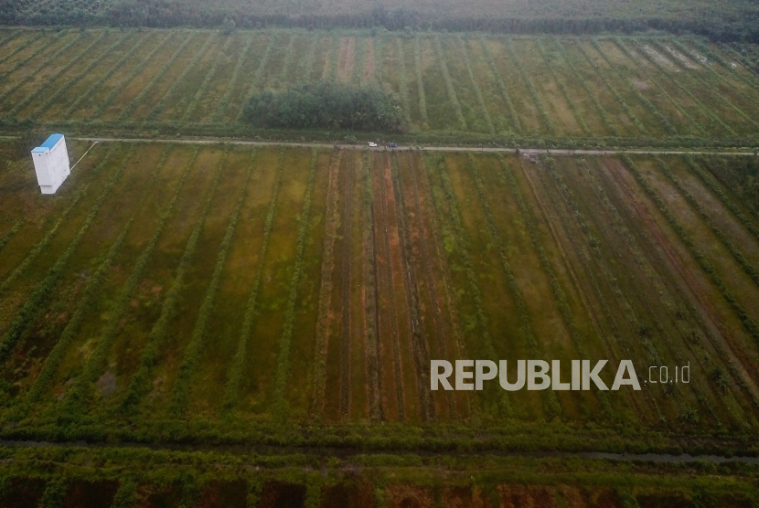 Petinggi Partai Nasdem Mengkritik Kegagalan Pelaksanaan Food Estate