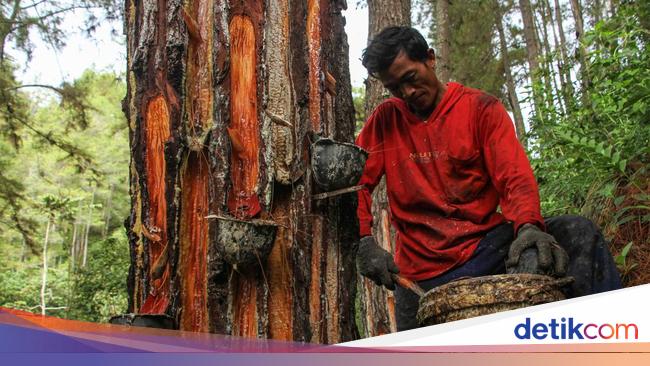 Cara yang Tepat untuk Menyadap Getah Pinus