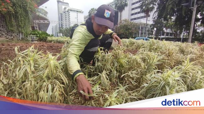 Pemerintah Provinsi DKI Menargetkan Pemulihan Tanaman Rusak di Bundaran HI Selesai dalam 3 Hari