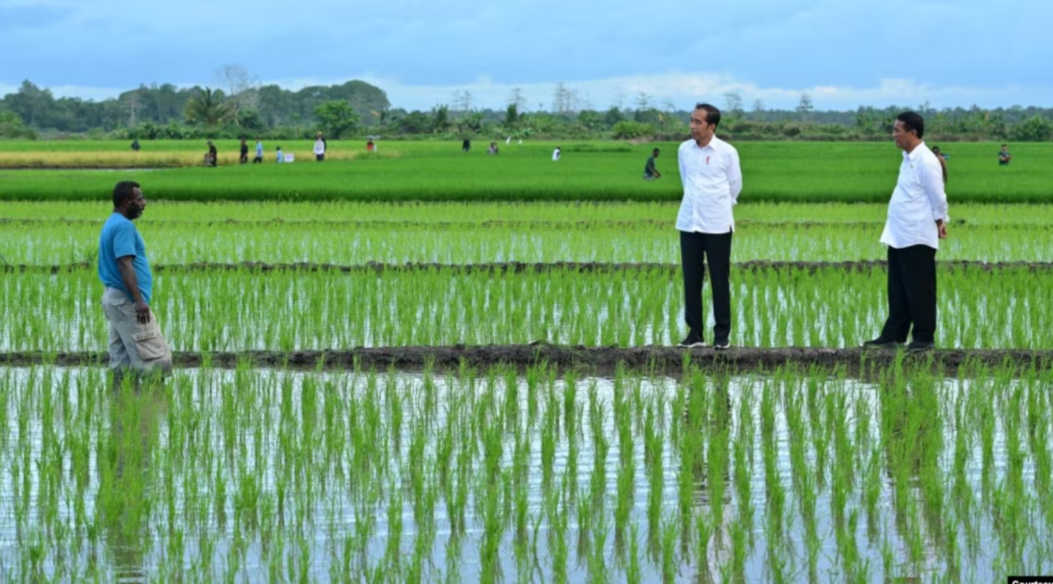 Aktivis Papua Menuntut Dihentikannya Proyek Sawah Satu Juta Hektar di Merauke